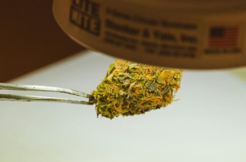 cogollo de marihuana cogido con pinzas