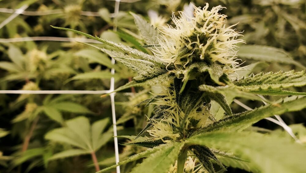 floración de plantas de marihuana en cultivo interior
