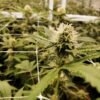 floración de plantas de marihuana en cultivo interior