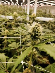 Blog 13 floración de plantas de marihuana en cultivo interior