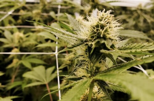 floración de plantas de marihuana en cultivo interior