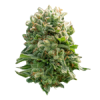 Semillas de cannabis feminizadas | American Genetics 1 Feminizadas