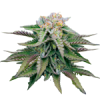 Semillas de cannabis feminizadas | American Genetics 8 Feminizadas