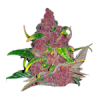 Semillas de cannabis feminizadas | American Genetics 7 Feminizadas