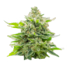 Semillas de cannabis feminizadas | American Genetics 6 Feminizadas