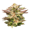 Semillas de cannabis feminizadas | American Genetics 5 Feminizadas