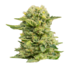 Semillas de cannabis feminizadas | American Genetics 4 Feminizadas